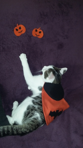 suki-halloween