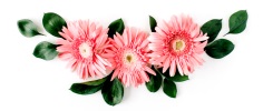 pink flowers divider
