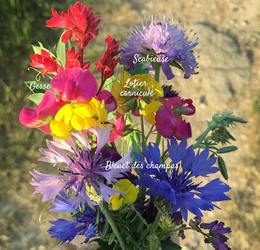 bouquet de fleurs des champs + noms