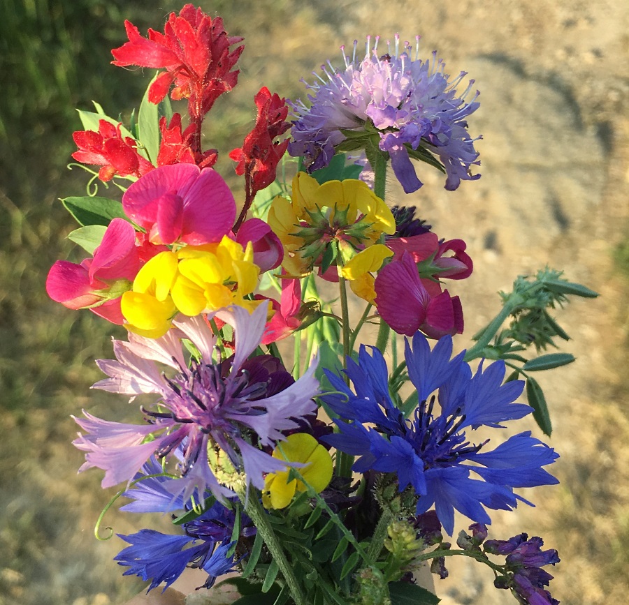 bouquet de fleurs des champs