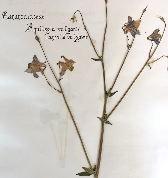 herbier ancolie