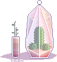 cactus glass terrarium